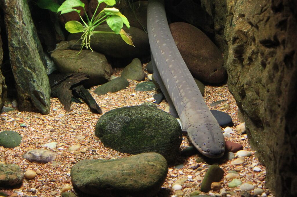 Eels Reproduce