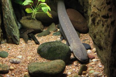 The Fascinating Journey: How Eels Reproduce – Finally Solved!